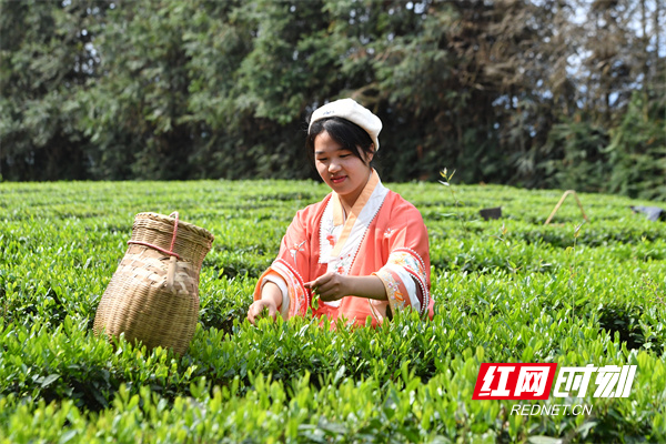 茶农在茶园里采摘春茶。