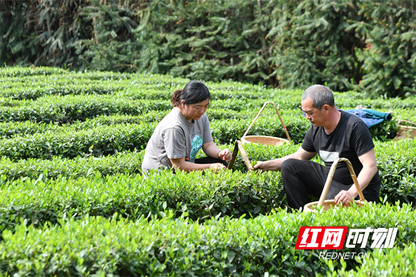 茶农在茶园里采摘春茶。
