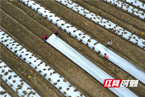 红网时刻3月22日讯（通讯员 周凤连）3月20日，道县清塘镇楼田村蔬菜基地，农民在田地覆盖薄膜。