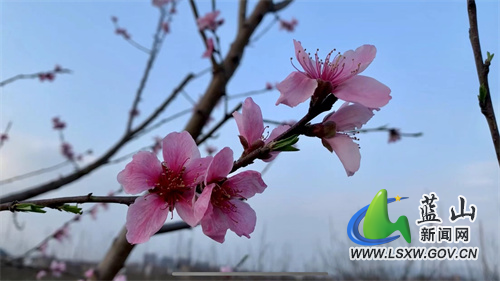 阳春三月，春意盎然。在蓝山县塔峰镇富阳村的水果种植基地，连片桃花、李花竞相绽放，勾勒出一幅美丽的田园春光图，将乡村装点得分外美丽，吸引了众多游客前往踏青赏花，感受春的气息。
走进塔峰镇富阳村的水果种植基地，只见满园的桃花、李花竞相绽放，争奇斗艳，别有一番风味。三五成群的游客穿梭在桃李树下，拿出手机打卡留念，追逐美好春光；从高空俯瞰，红的桃花、白的李花，犹如一颗颗闪耀的繁星，镶嵌在这块肥沃的土地上，与相邻的舜水河互相映衬，让人心旷神怡。