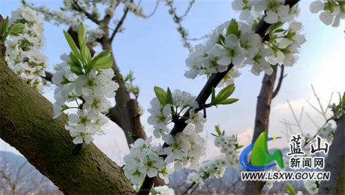 阳春三月，春意盎然。在蓝山县塔峰镇富阳村的水果种植基地，连片桃花、李花竞相绽放，勾勒出一幅美丽的田园春光图，将乡村装点得分外美丽，吸引了众多游客前往踏青赏花，感受春的气息。
走进塔峰镇富阳村的水果种植基地，只见满园的桃花、李花竞相绽放，争奇斗艳，别有一番风味。三五成群的游客穿梭在桃李树下，拿出手机打卡留念，追逐美好春光；从高空俯瞰，红的桃花、白的李花，犹如一颗颗闪耀的繁星，镶嵌在这块肥沃的土地上，与相邻的舜水河互相映衬，让人心旷神怡。