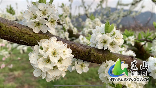 阳春三月，春意盎然。在蓝山县塔峰镇富阳村的水果种植基地，连片桃花、李花竞相绽放，勾勒出一幅美丽的田园春光图，将乡村装点得分外美丽，吸引了众多游客前往踏青赏花，感受春的气息。
走进塔峰镇富阳村的水果种植基地，只见满园的桃花、李花竞相绽放，争奇斗艳，别有一番风味。三五成群的游客穿梭在桃李树下，拿出手机打卡留念，追逐美好春光；从高空俯瞰，红的桃花、白的李花，犹如一颗颗闪耀的繁星，镶嵌在这块肥沃的土地上，与相邻的舜水河互相映衬，让人心旷神怡。