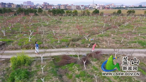 阳春三月，春意盎然。在蓝山县塔峰镇富阳村的水果种植基地，连片桃花、李花竞相绽放，勾勒出一幅美丽的田园春光图，将乡村装点得分外美丽，吸引了众多游客前往踏青赏花，感受春的气息。
走进塔峰镇富阳村的水果种植基地，只见满园的桃花、李花竞相绽放，争奇斗艳，别有一番风味。三五成群的游客穿梭在桃李树下，拿出手机打卡留念，追逐美好春光；从高空俯瞰，红的桃花、白的李花，犹如一颗颗闪耀的繁星，镶嵌在这块肥沃的土地上，与相邻的舜水河互相映衬，让人心旷神怡。
