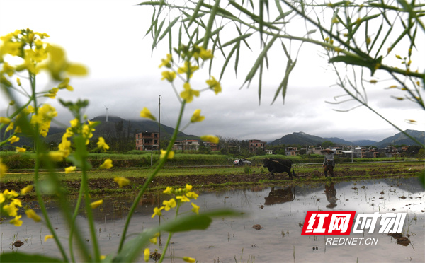 连日来，随着气温升高，春天的气息越来越浓，江永县把“战疫情 保春耕”作为当前重要工作任务。