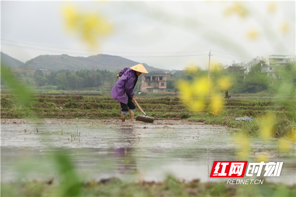 3月27日，道县白马渡镇樟武坊村，村民在进行早稻育秧。