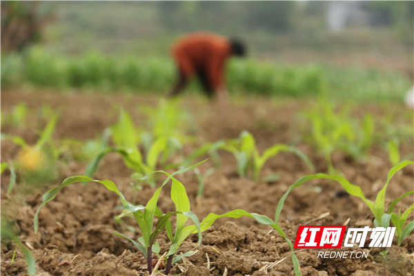 3月27日，道县白马渡镇樟武坊村，村民在地里管护玉米苗。