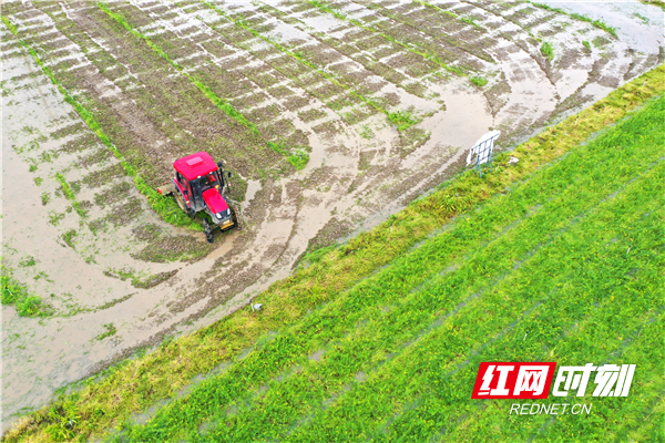 3月26日，道县清塘镇楼田村，村民驾驶农机在翻耕稻田。