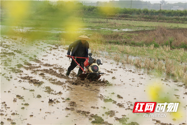 3月27日，道县白马渡镇樟武坊村，村民驾驶农机在翻耕稻田。