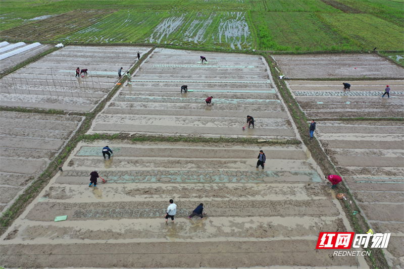 今年来，道县出台早稻种植奖励措施，充分调动种粮积极性，推进稳定扩大“双季稻”种植面积，促进“双季稻”增产增收，农民在希望的田野上奏响春耕序曲。