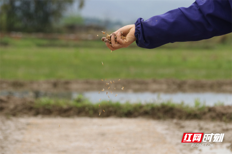 村民抢抓农时在田里育早稻秧苗。