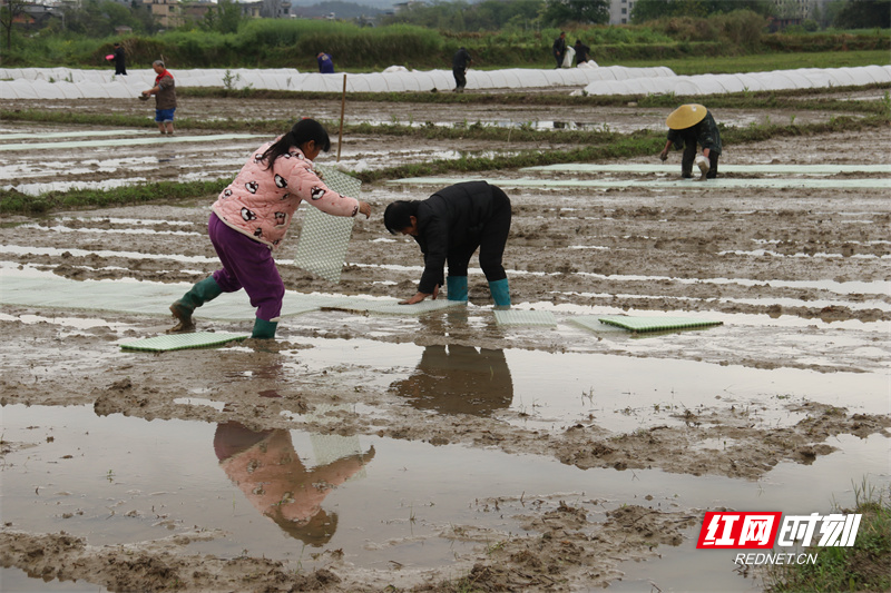 村民抢抓农时在田里育早稻秧苗。