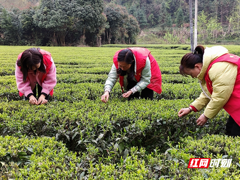 规范茶企生产标准，打造原生态茶叶品牌