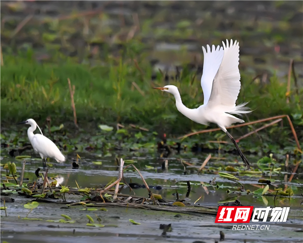 近年来，江永县坚持走“生态优先、绿色发展”之路，稳步推进乡村综合治理，环境保护力度不断增强，生态日益得到改善，天蓝、地绿、水清的自然环境吸引越来越多的白鹭安家落户、栖息繁衍。