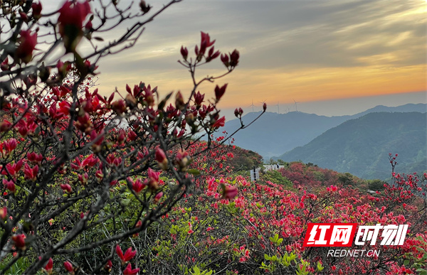 每年四月底至五月上旬，阳明山就会被漫山遍野的杜鹃花染红，一簇簇热烈的红色花团连绵山脊，绚烂多姿，吸引游客前来登山观景、拍照打卡。