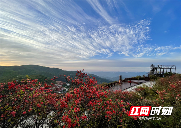 阳明山杜鹃花盛开。