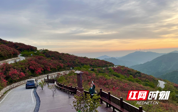 阳明山杜鹃花盛开。