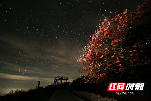 星空下的阳明山杜鹃花。