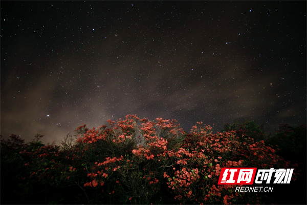 星空下的阳明山杜鹃花。