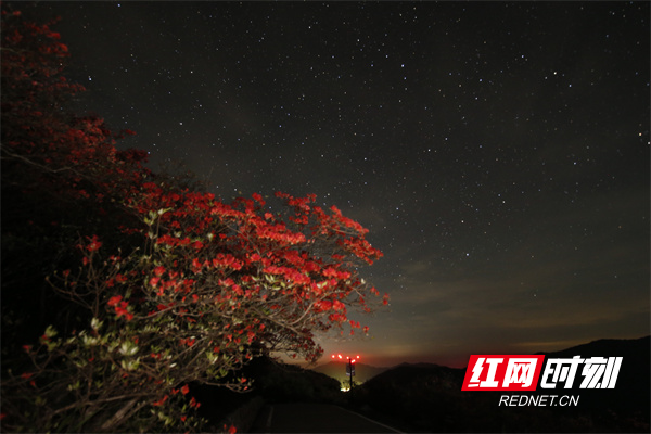 星空下的阳明山杜鹃花。