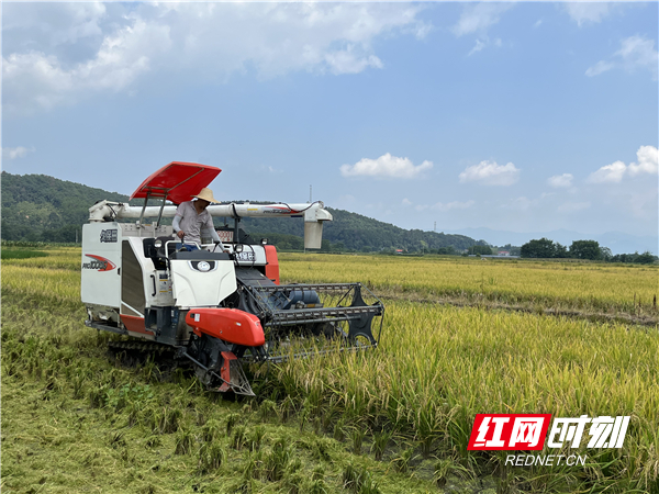 7月15日，江永县源口瑶族乡七工岭村，农民驾驶收割机收割早稻。