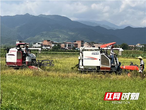 7月15日，江永县源口瑶族乡七工岭村，农民驾驶收割机收割早稻。