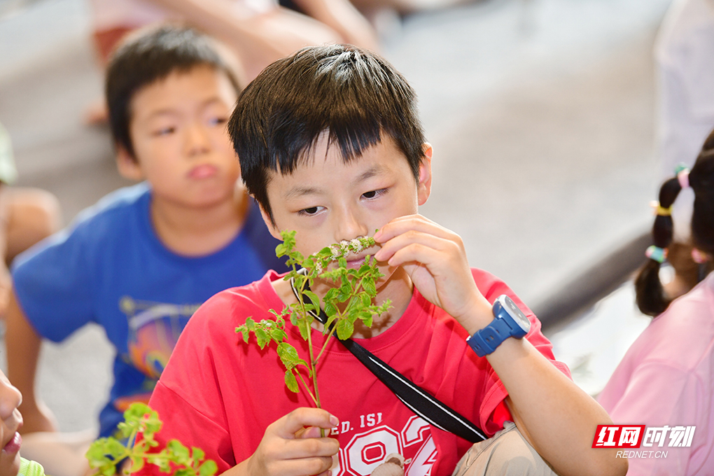 孩子们正在通过气味了解植物。