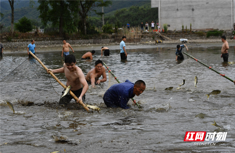 当日上午，全体男女老少早早就集中到村里祠堂前的大鱼塘旁边，举行打糍粑、包粽子活动，等待捕鱼活动的开始。随着口哨声响起，早有准备的纷纷拿着捕鱼工具走进鱼塘，开始捕鱼活动。整个鱼塘人欢鱼跃，现场一片其乐融融的景象。