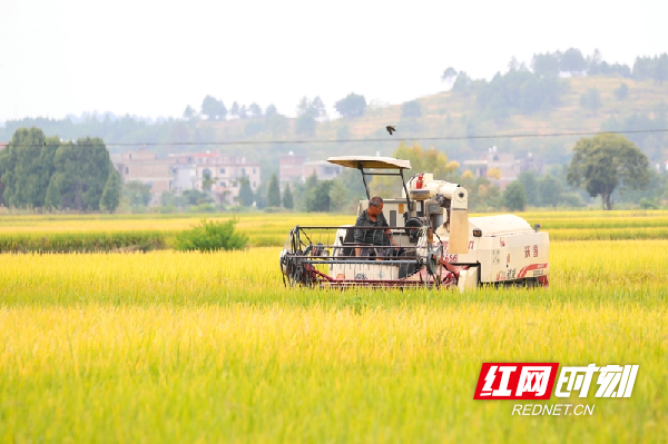 红网时刻新闻10月9日讯（通讯员 刘贵雄）10月8日，湖南省永州市新田县新圩镇蒋家村，村民忙着收割晾晒晚稻。