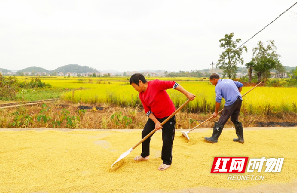 10月8日，蒋家村村民在晾晒晚稻。