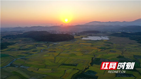 红网时刻新闻10月14日讯（通讯员 黄海）10月14日，湖南省永州市江永县上江圩镇夏湾村一带，一大片金黄色的稻田在晨曦的映照下显得格外美丽动人，金色的稻田与远山、树林、河流、村庄、道路等交相辉映，构成一幅幅美不胜收的田园秋色画卷。