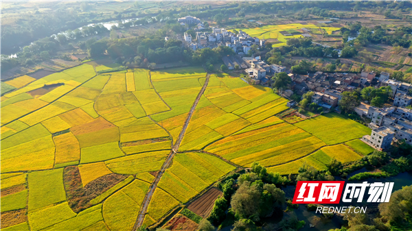 上江圩镇夏湾村一带丰收美景。