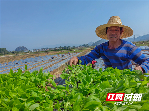 红网时刻新闻10月18日讯（通讯员  任泽旺）10月17日，江永县潇浦镇团结村蔬菜基地，农民在抢抓时节移栽优质白菜，保障供应粤港澳大湾区市场。