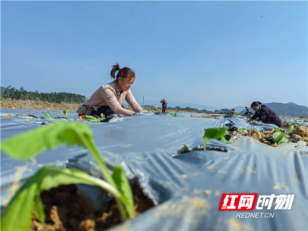 近年，该县大力发展生态绿色蔬菜产业，以“龙头企业+合作社+基地＋农户”的模式，打造现代化蔬菜种植基地。