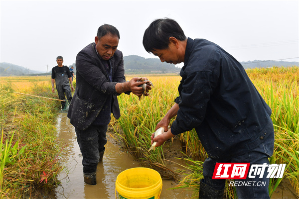 农民高兴地在稻田里抓鱼。