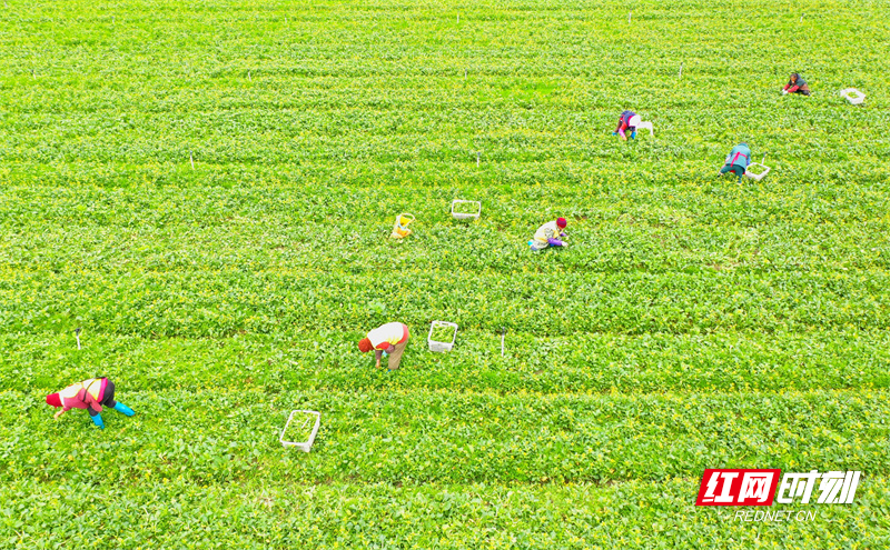 红网时刻新闻12月8日讯（通讯员 周凤连）12月7日，道县柑子园镇把截村和清塘镇楼田村，农民在地里采收蔬菜。