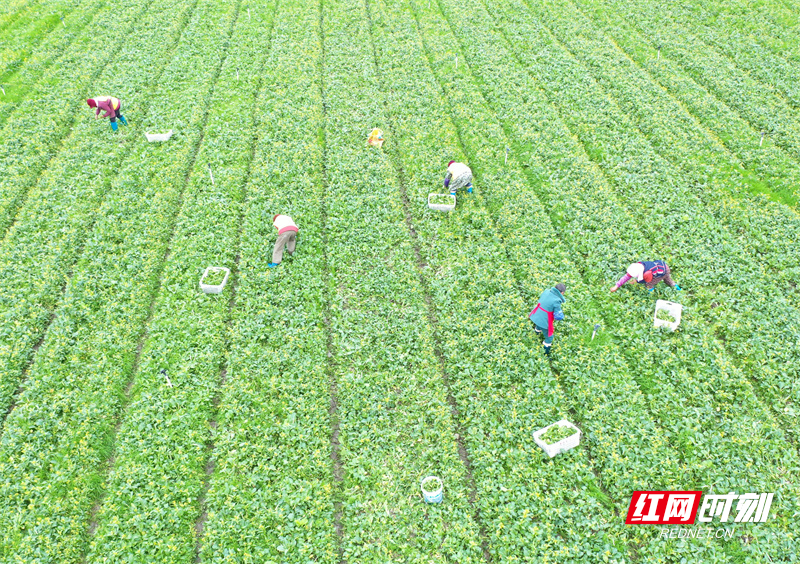 12月7日，道县柑子园镇把截村和清塘镇楼田村，农民在地里采收蔬菜。