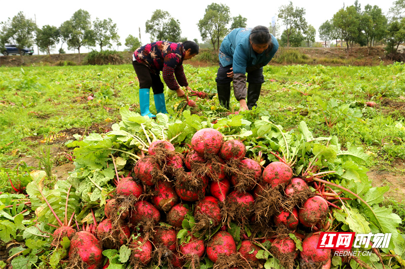 为应对大雪节气时节的寒潮天气，道县各乡镇农民加紧收获蔬菜供应市场。