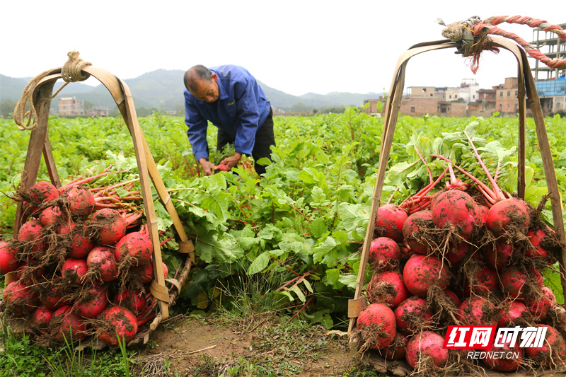 为应对大雪节气时节的寒潮天气，道县各乡镇农民加紧收获蔬菜供应市场。