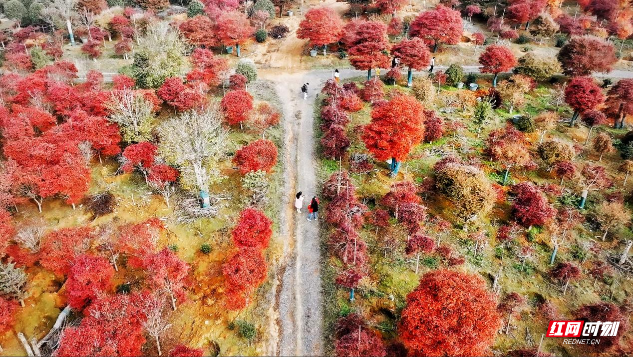 进入深冬时节，东安县井头圩镇古楼兰家村枫叶也进入了最佳观赏期，红枫艳丽的色彩在风中渲染开来，令人沉醉，为冬日增添了一抹绚烂的色彩，引得市民游客络绎不绝前来观赏。