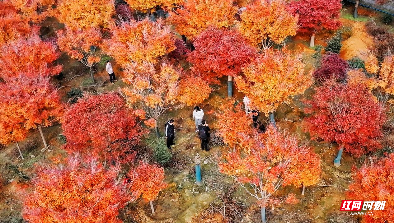 进入深冬时节，东安县井头圩镇古楼兰家村枫叶也进入了最佳观赏期，红枫艳丽的色彩在风中渲染开来，令人沉醉，为冬日增添了一抹绚烂的色彩，引得市民游客络绎不绝前来观赏。