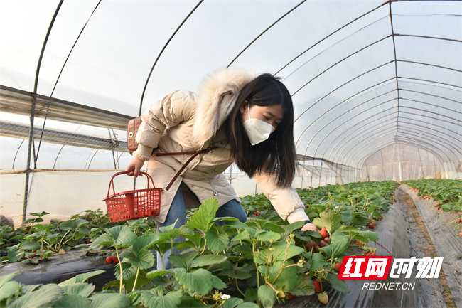 1月5日，恰逢小寒节气。在湖南省衡阳市衡东县吴集镇秋波村草莓种植基地，游客们正在采摘草莓。目前，该村的草莓已逐渐成熟，开始供应春节市场，吸引游客前来采摘。