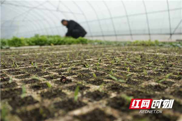 2月1日，道县东门街道高车村，农民在大棚内管护辣椒秧苗。