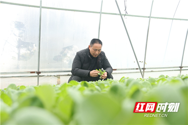 2月1日，道县东门街道高车村，农民在大棚内管护蔬菜秧苗。