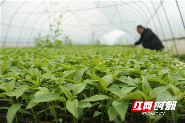 2月1日，湖南省永州市道县东门街道高车村，农民在大棚内管护辣椒秧苗。