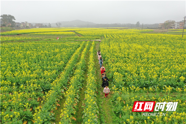2月12日，小朋友在道县蚣坝镇长江圩村的油菜花海里赏花、游玩。