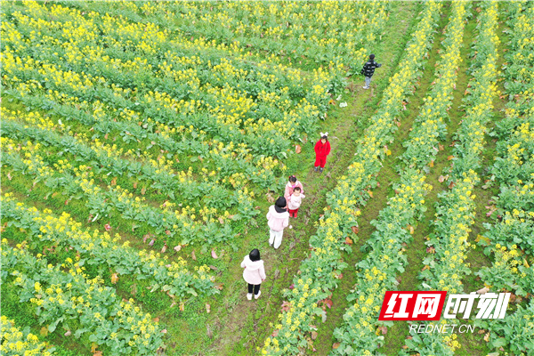 2月12日，游客在道县蚣坝镇长江圩村的油菜花田里赏花、游玩。