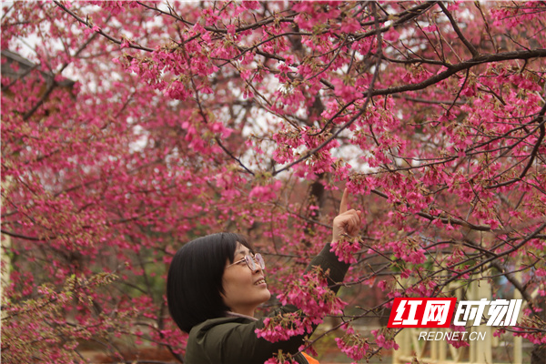 2月13日，游人在道县蚣坝镇神背村欣赏盛开的樱花。