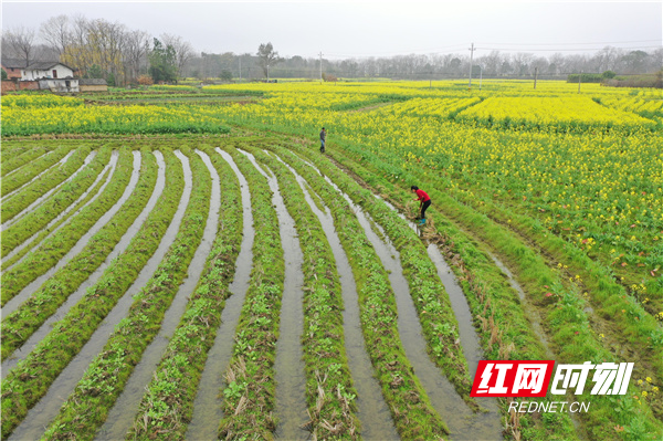 道县各地农民抢抓农时，积极开展水田修整、犁田翻地、播种施肥等春耕生产活动。
