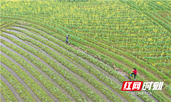 道县各地农民抢抓农时，积极开展水田修整、犁田翻地、播种施肥等春耕生产活动。