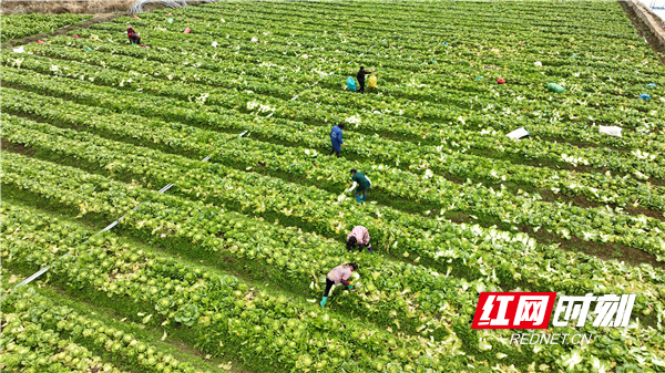 2月14日，湖南省永州市江永县潇浦镇下界头村的农民在田间收割蔬菜准备销往广东。